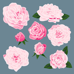 vector art pink roses