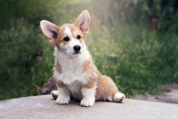 Cute little corgi puppy portrait. Dog sitting.