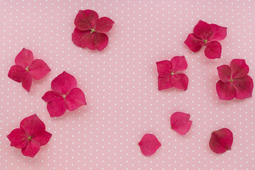 pink hydrangea petals on a pink background