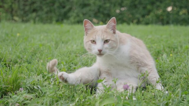 Red orange domestic cat grass on lawn outdoor Enjoying Sitting itches Lick himself. High quality FullHD footage