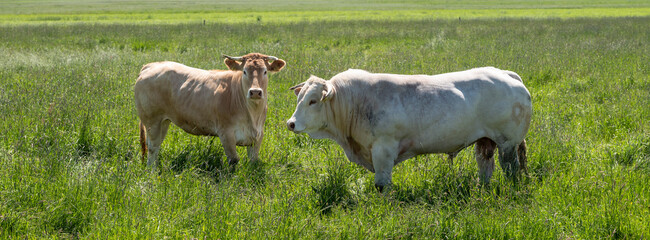 white bull and light brown cow in long grass of summer meadow in the netherlands