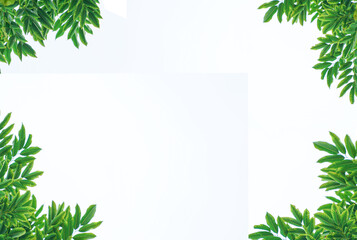 Fototapeta na wymiar Frame of green leaves isolated on white background.