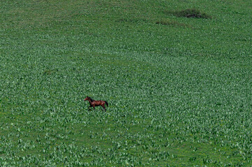 horse on a green meadow in the mountains
