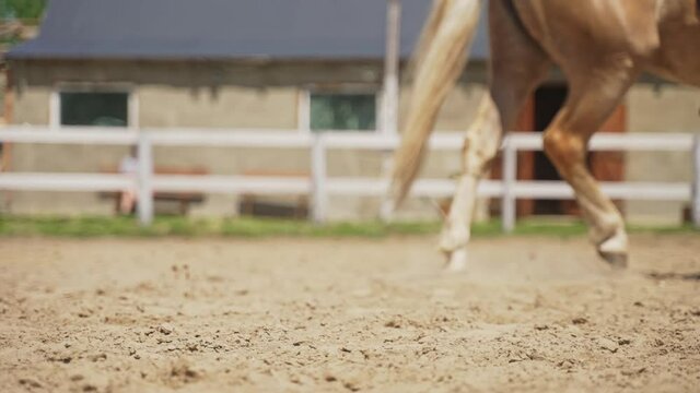 Beautiful Palomino horse running with a jockey on its saddle in the sandy parkour. Close-up view of legs and Hooves of the horse. Running and raising dust. Wooden fence in the background. 