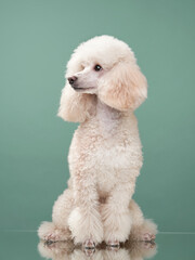 portrait of a white small poodle. dog on mint background. Beautiful pet