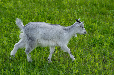 a young gray goat grazing on a green lawn