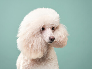 portrait of a white small poodle. dog on mint background. Beautiful pet