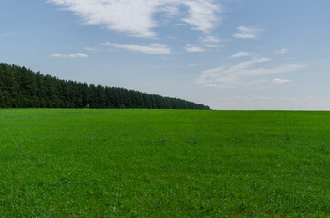 Obraz na płótnie Canvas green bright meadow in summer