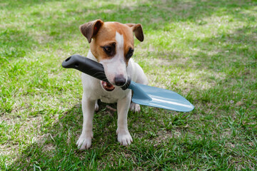 The dog is holding a shovel tool. Jack russell terrier holds gardener tools and is engaged in...