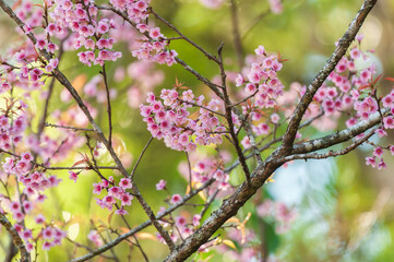 Wild Himalayan Cherry in Chiang Mai Thailand