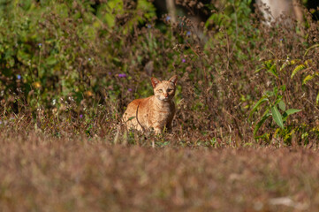 cat on the ground.