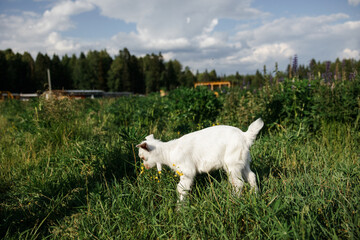 A little goat eats green grass in a field. A goat in a meadow. A white baby goat is sniffing the green grass outside in an animal shelter, a cute and adorable little baby goat. Lupin field in summer. 