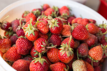 Growing strawberry at home garden. Fresh just picked strawberry in plastic bucket.