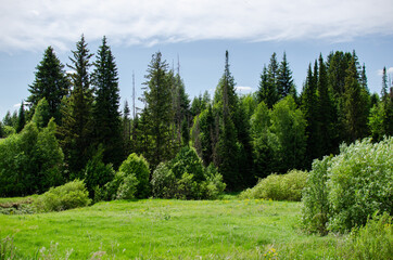 Fototapeta na wymiar trees growing in a ravine