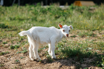 A little goat eats green grass in a field. A goat in a meadow. A white baby goat is sniffing the green grass outside in an animal shelter, a cute and adorable little baby goat. Lupin field in summer. 