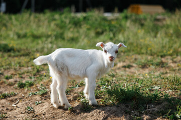A little goat eats green grass in a field. A goat in a meadow. A white baby goat is sniffing the green grass outside in an animal shelter, a cute and adorable little baby goat. Lupin field in summer. 