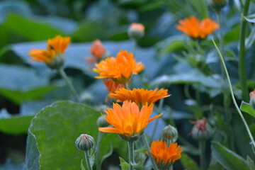 Bright orange calendula flowers in the garden (Calendula officinalis, pot marigold, ruddles). Close up view