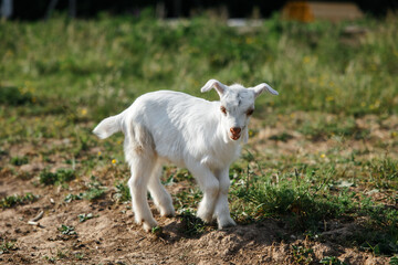 Obraz premium A little goat eats green grass in a field. A goat in a meadow. A white baby goat is sniffing the green grass outside in an animal shelter, a cute and adorable little baby goat. Lupin field in summer. 