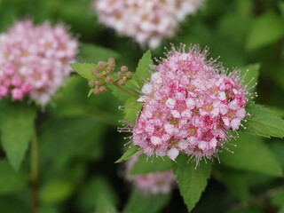 美しい桃色のシモツケ