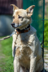 beige mongrel dog on a leash against a background of greenery in summer