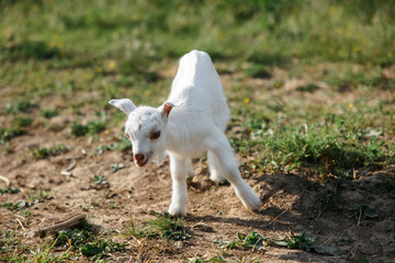 Obraz premium A little goat eats green grass in a field. A goat in a meadow. A white baby goat is sniffing the green grass outside in an animal shelter, a cute and adorable little baby goat. Lupin field in summer. 