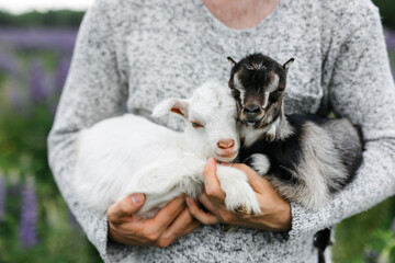 a male farmer holds two goats in his arms. a small goat is white and brown. Lupine field in summer. The concept of a summer countryside. Close to outdoor recreation.