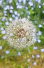 Closeup Of Dandelion Clock (Taraxacum) On The Colorful Blurred Meadow Backgroung. Top View.