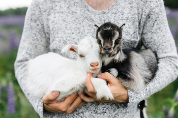 a male farmer holds two goats in his arms. a small goat is white and brown. Lupine field in summer. The concept of a summer countryside. Close to outdoor recreation.