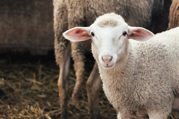 Portrait of a young sheep looking at the camera on the farm.