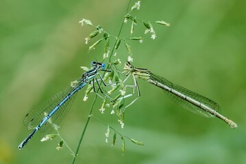 Two damselflies in a pair. Male with female sitting on a meadow grass with white small flowers. Genus species Platycnemis pennipes. © Robert Adami
