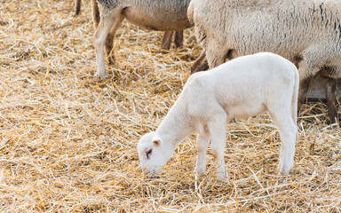 Sheep smelling the fodder on a farm.