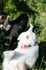 Fototapeta premium A little goat eats green grass in a field. A goat in a meadow. A white baby goat is sniffing the green grass outside in an animal shelter, a cute and adorable little baby goat. Lupin field in summer. 