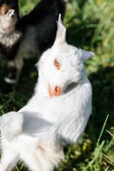 A little goat eats green grass in a field. A goat in a meadow. A white baby goat is sniffing the green grass outside in an animal shelter, a cute and adorable little baby goat. Lupin field in summer. 