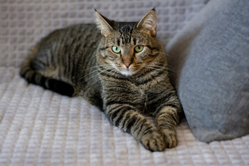 Beautiful home adult cat with striped turtle color with green eyes