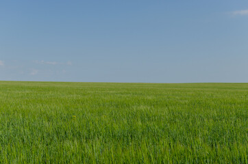 barley field and in summer, agriculture