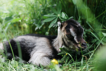 A little goat eats green grass in a field. A goat in a meadow. A white baby goat is sniffing the green grass outside in an animal shelter, a cute and adorable little baby goat. Lupin field in summer. 