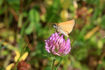 Dickkopffalter saugt an Klee
