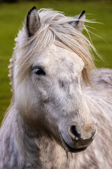 Scottish horse in a pasture, Highlands, Scotland