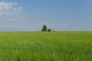 barley field and trees in summer, agriculture