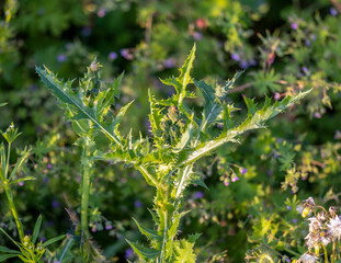 close up of a thistle plant