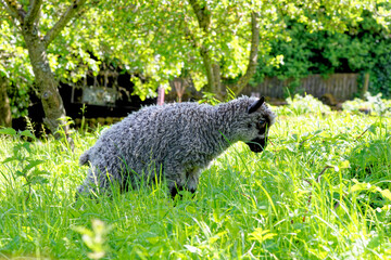 Sheep grazing in the English countryside