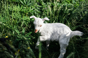 A little goat eats green grass in a field. A goat in a meadow. A white baby goat is sniffing the green grass outside in an animal shelter, a cute and adorable little baby goat.Lupin field in summer. 
