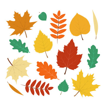 Collection of colorful autumn leaves: rowan, oak, willow, elm, birch, maple. Vector cartoon elements. Flat design.
