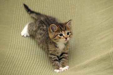 striped with white shorthair young kitten