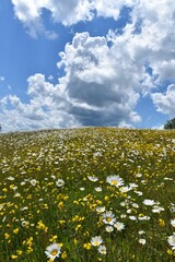 A field of daisy in bloom under a cloudy sky