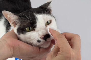 Cleaning the cats eyes with eye wipes, help relieve tear stains. Pet health care concept