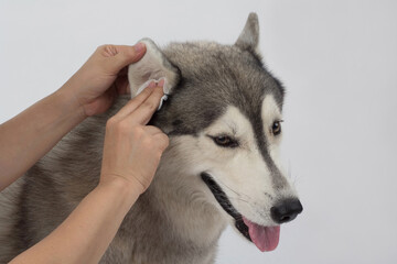 Cleaning the dogs ears with ear wipes, help relieve itching and reduce odors. Pet health care...