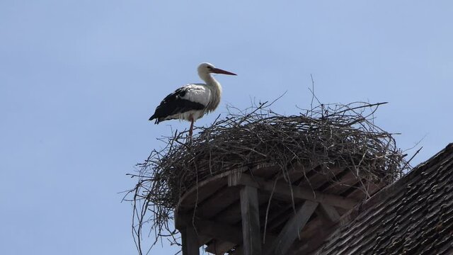 Storch in seinem Nest
