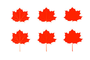 orange maple leaves icon different design on white background.maple leaf sign,flat style.concept for sign, symbol, icon ect
