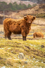 Scottish shaggy cow in a pasture, Highlands, Scotland